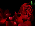 Sister rose