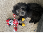 Puppy group:)