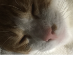 Join if you like cat's