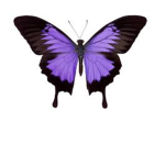 Butterfly squad official roblox group