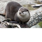 OtterAnimationStudio