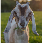 Goat Cult Group