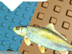 FISH EVERYWHERE