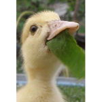 We Love Ducks! <3