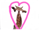 The cat group no dogs