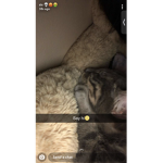 thats my cat oreo