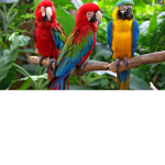 parrots are cool:)))