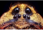 ~Spooder Cult~