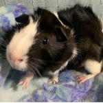 Popcorn's group