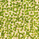 Venus Vines