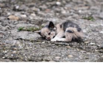 Animal prayer group