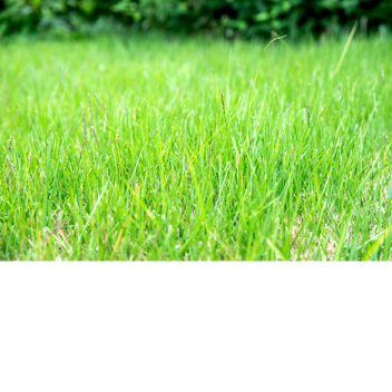 Obby to touch some grass