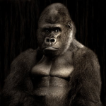 Gorilla gang THE GODS
