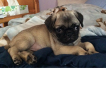 Pug Power!!!