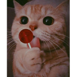 Cat baddies <3