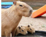 Cabybara group come join the dogs/cabybara
