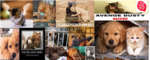 Animal Abuse Stopers Clan