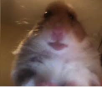 pro hamster group