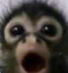 Les pandoune