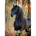autumn horse riding academy