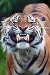 Tiny Tiger Productions