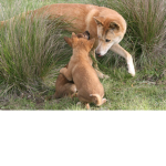 Dingo's Den