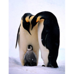 Pinguiniita