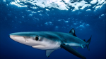 Sharkie Community!