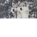 wolf club (>.<)