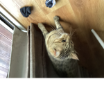 Cats cool blah blah blah