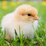 BabyChickensXgang