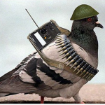THE WAR FOR THE PIGEONS