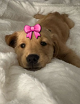 U･ᴥ･U Doggos U･ᴥ･U