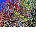 The lovely blooming blossoms