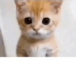 El gato fans ;-;
