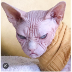 Alien cats