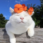 Animal's fan group