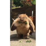 Rabbits for EVER