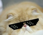 cats for ever and ever and ever