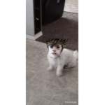Snowflake is ugly