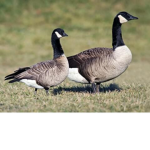 Silly Goose Fans
