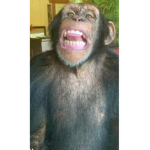 Im hOngRy