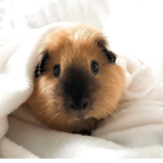 the lair of guinea pig fans