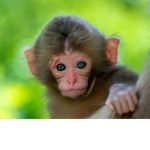 Monkey Fan Club :)