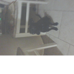 I like dog