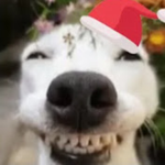 Flower Dog Studios
