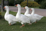 The Fat Goose Group