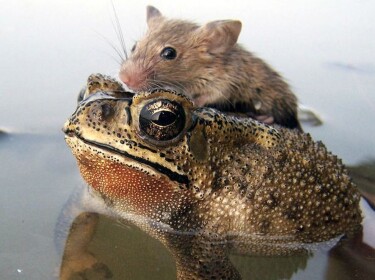 Frog Military Base