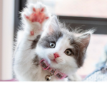 CATSABBEY