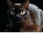 SirLandkitty Club